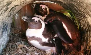Pinguinii homosexuali au devenit parinti iubitori