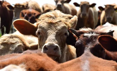 Vacile hrănite cu alge ar putea ajuta la reducerea emisiilor de metan