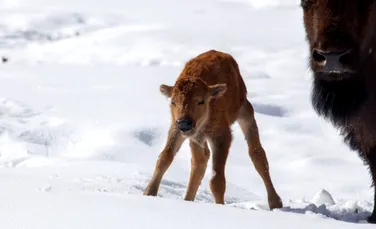Premieră în 140 de ani: un bizon s-a născut în parcul Banff din Canada