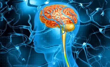 Un studiu a confirmat regiunea din creier care ne ajută să spunem ce trebuie