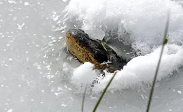 Aligatorii dintr-un stat american s-au transformat în „înghețată pe băț” din cauza valului de frig