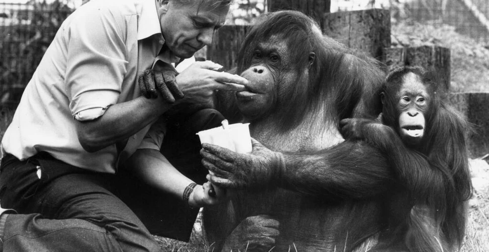 David Attenborough, părintele documentarelor despre viața sălbatică