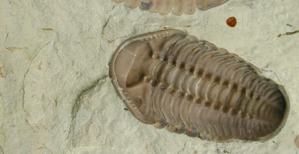 Trilobiții aveau un al treilea ochi ascuns, arată noi fosile