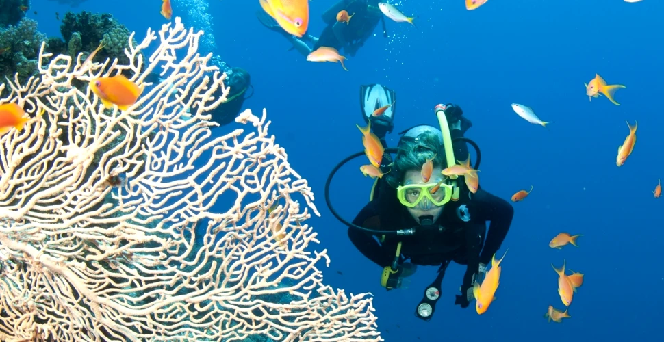 Recifurile de coral se reabilitează mai bine decât se aşteptau cercetătorii – FOTO