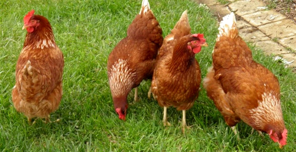 Răzbunarea găinilor! Situaţie inedită la o şcoală de agronomie din Franţa