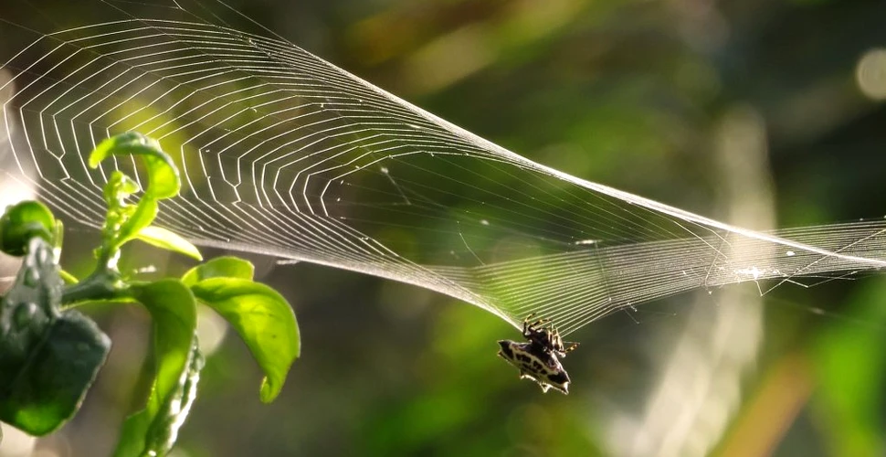 Pânza de păianjen poate stabiliza proteinele care suprimă cancerul