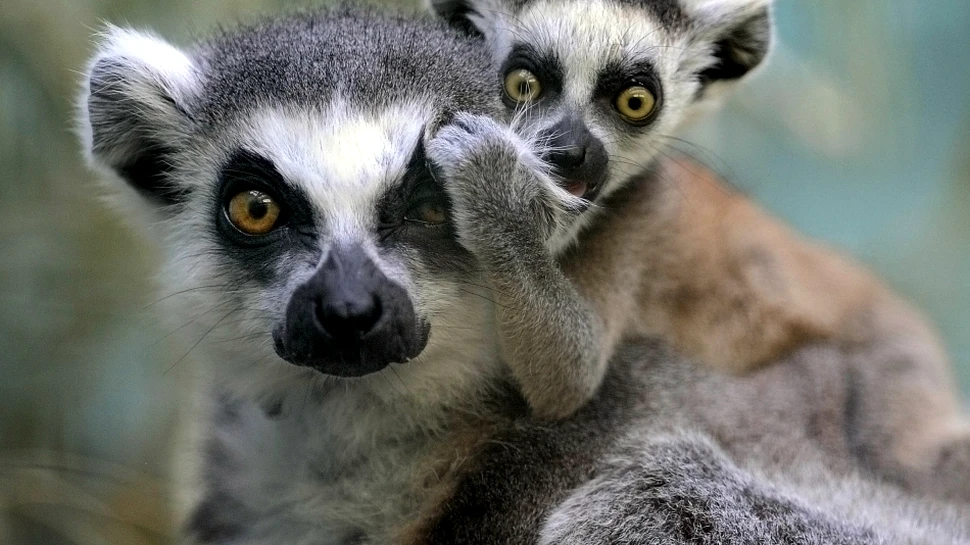 Adio, King Julien! Lemurienii prezintă cel mai mare risc de extincţie dintre toate vertebratele de pe Terra