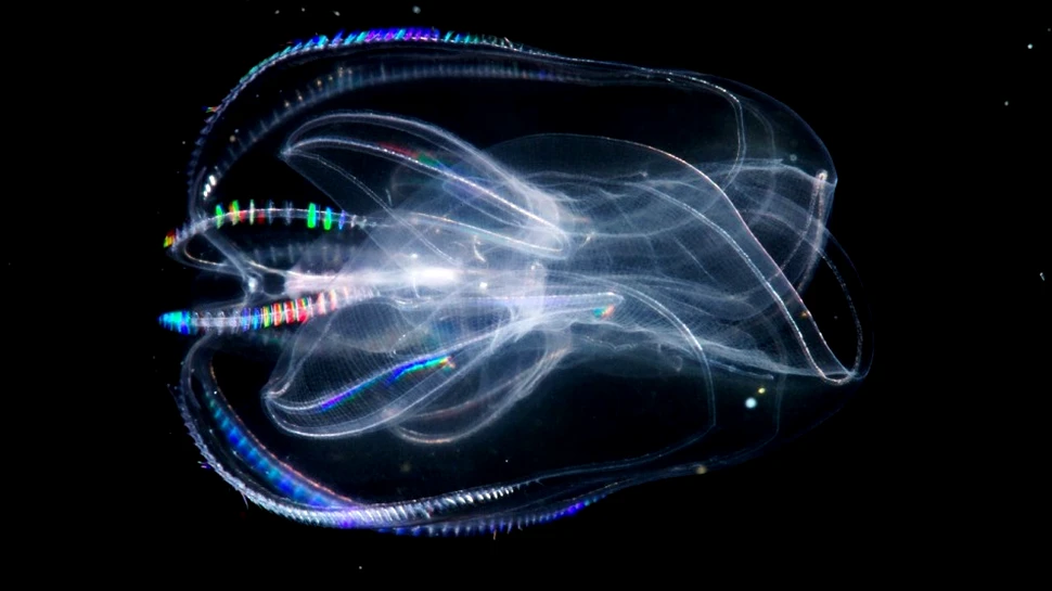 „E ca şi cum am fi găsit un extraterestru la noi în curte” spun oamenii de ştiinţă despre un grup de fiinţe cu trăsături nemaiîntâlnite