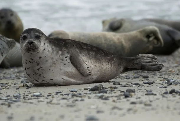 Acesat este un hibrid între foca comună şi cea inelată