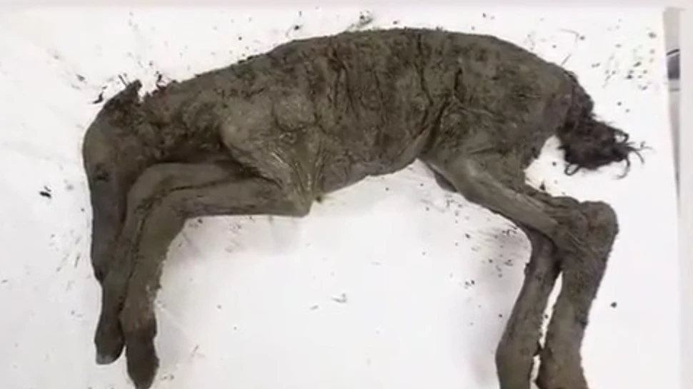 Descoperire de excepţie a savanţilor ruşi în permafrostul din Siberia: mânzul este conservat perfect!