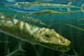 Cercetătorii au descoperit fosila unui „dragon”