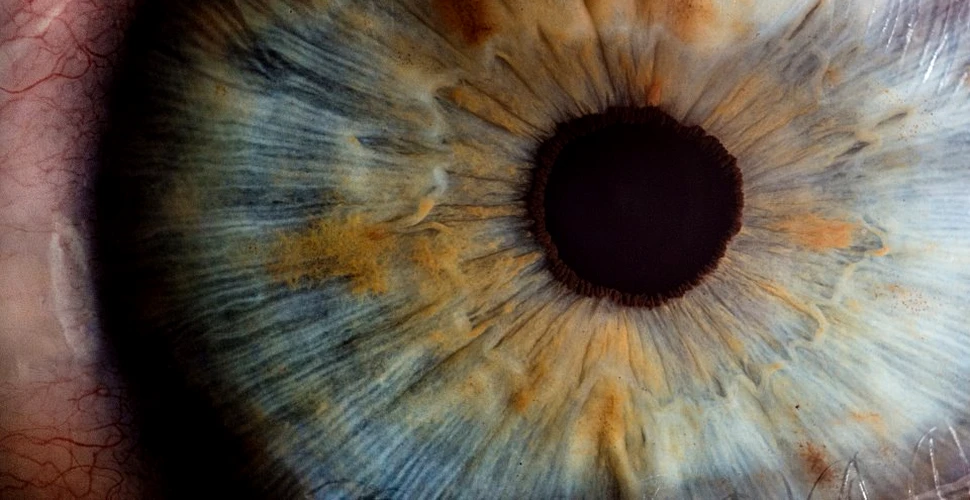 Savanţii combină tehnologii pentru a vedea retina într-un detaliu fără precedent