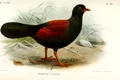 O specie pierdută de porumbel a fost văzută din nou după mai bine de 100 de ani