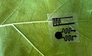 Ce vor să afle oamenii de știință cu ajutorul „smartwatch-urilor” pentru plante?