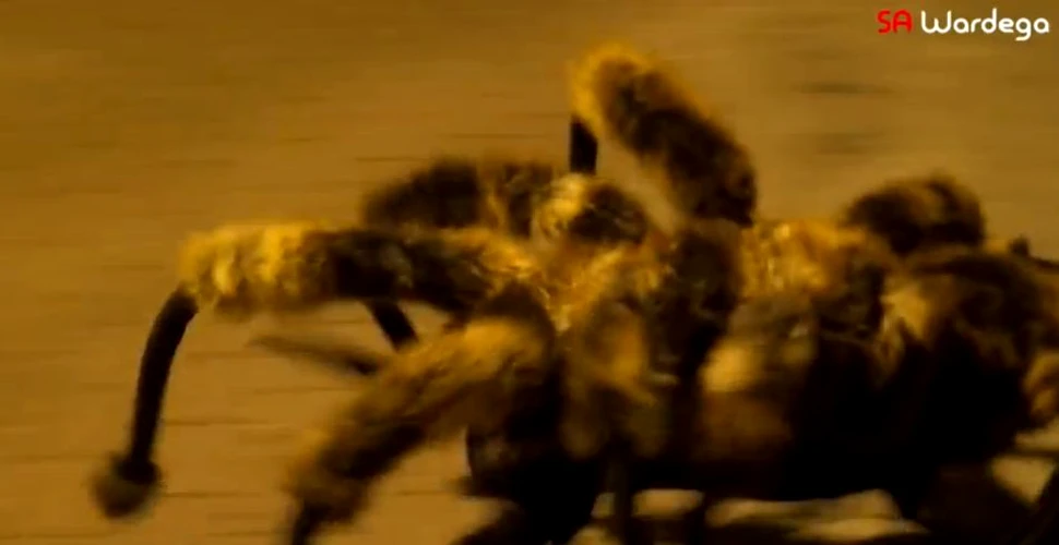 Câinele-păianjen uriaş, cel mai în vogă videoclip de pe YouTube în 2014 (VIDEO)