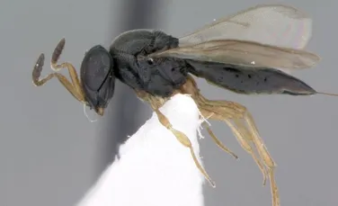 Savanţii au descoperit 15 noi specii de viespi ”polimorfe”, iar stilul de viaţă al acestora este înfricoşător