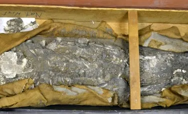Cui aparţine scheletul uitat zeci de ani în subsolul unui muzeu? Experţii au fost surprinşi să afle cine este