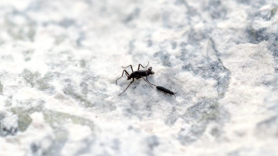 Singura insectă din Antarctica, în pericol de dispariție din cauza încălzirii globale