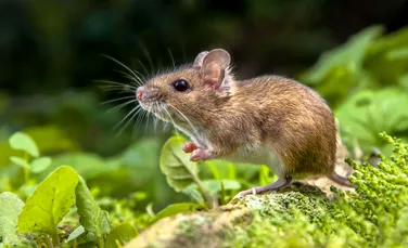 Cum îşi folosesc şoarecii creierul pentru a vâna – cercetătorii au descoperit un lucru surprinzător