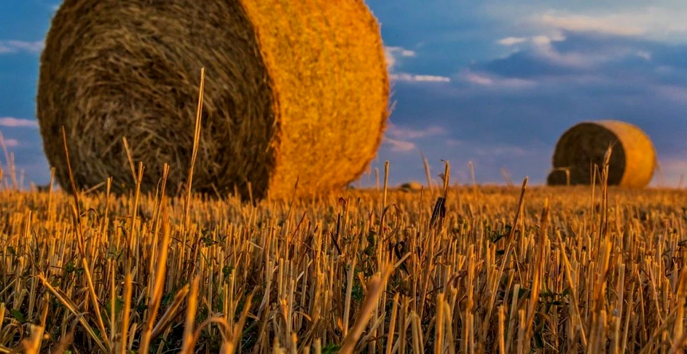 Fermierii din România, lideri la producția de cereale și oleaginoase în anul 2021