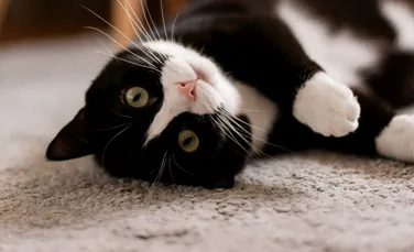 „Pisica Anului”: Faceți cunoștință cu Marley, felina care oferă alinare femeilor traficate