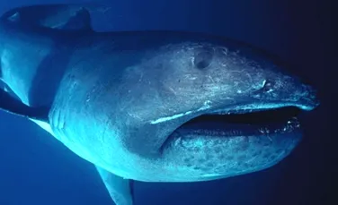 Descoperire neaşteptată pe o plajă din SUA: dinte gigant de la un rechin dintr-o specie preistorică – FOTO
