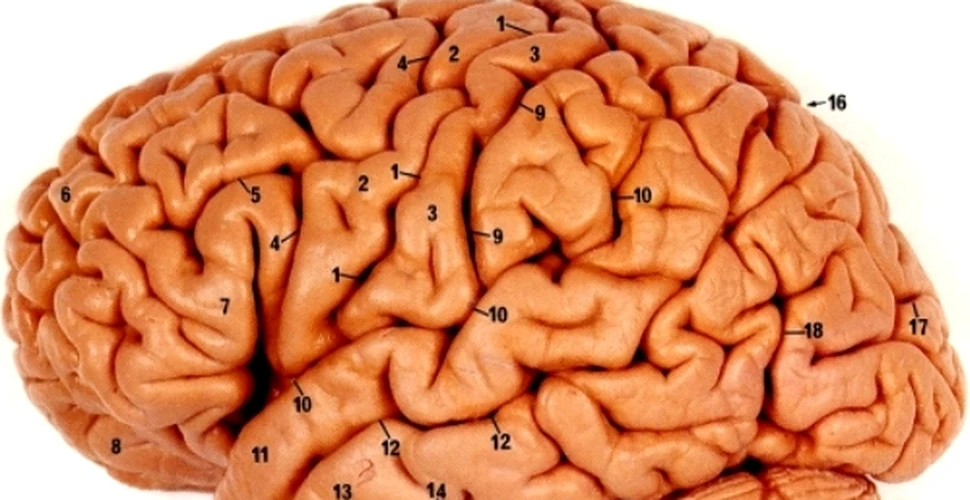 Creierul uman intra in repaus inainte de a face o greseala