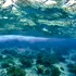 Schimbările climatice afectează viața marină mai mult decât s-a crezut