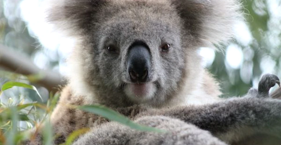 Oamenii şi koala au amprente extrem de asemănătoare!