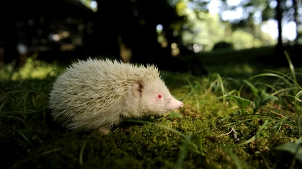 O raritate zoologică: ariciul albinos