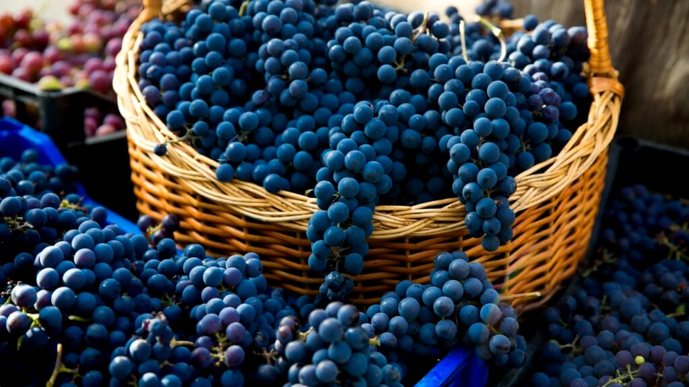 Descoperirea dintr-o toaletă medievală arată cât de veche este pasiunea francezilor pentru struguri