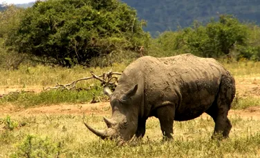 Braconajul cu rinoceri a atins o cifră record