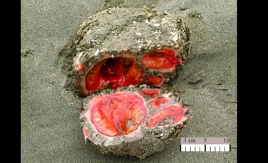 O piatră care sângerează? Nu, un animal bizar: Pyura chilensis