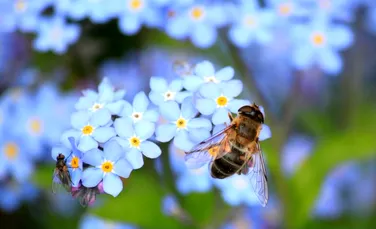 Cum putem salva albinele? Cercetătorii, îngrijorați de „apocalipsa insectelor”