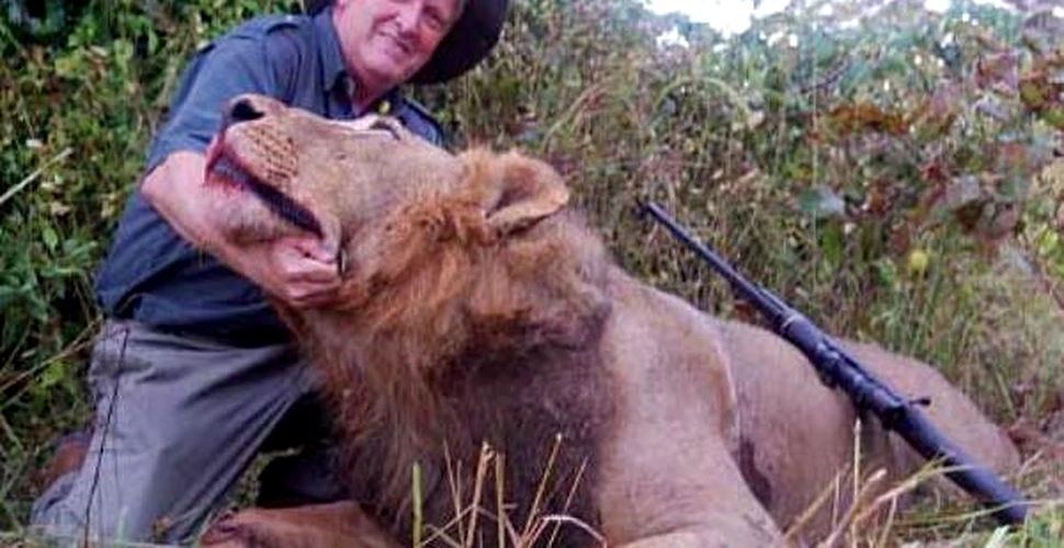 Cat costa moartea unui leu?