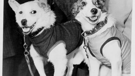 Ziua în care Uniunea Sovietică a făcut istorie cu două căţeluşe: Belka şi Strelka