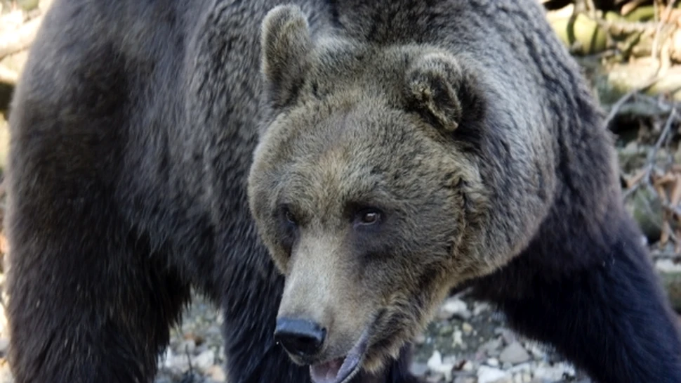 Urşii detectează intruşii chiar şi atunci când hibernează