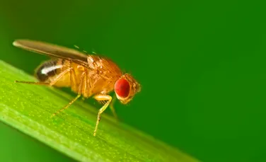 Oamenii de știință au ajutat muștele să se reproducă fără masculi