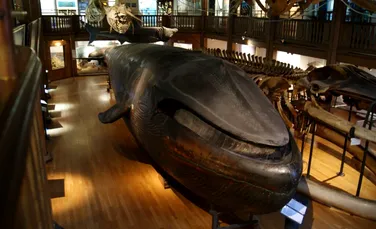 De ce singura balenă albastră complet împăiată are acum gura închisă? Motivul este unul foarte neobișnuit