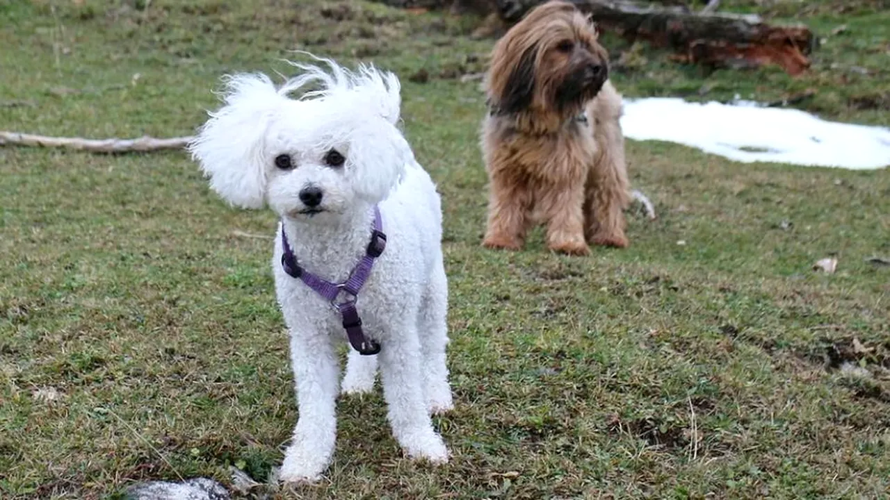 1-bichon-pixabay-descopera 