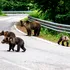 Invazie de urși la Brașov. Sute de alerte în primele luni ale anului