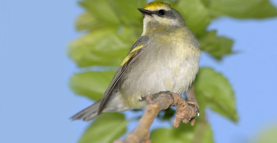 Păsările au un simţ special: ce pot presimţi aceste vieţuitoare şi cum reacţionează?