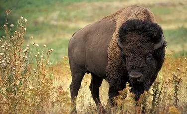 Primul bizon sălbatic observat în Germania după 250 de ani a fost împuşcat de vânători