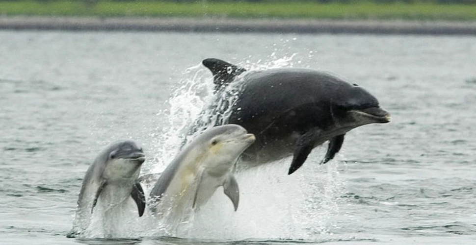 Delfinii comunică prin fluierături individualizate