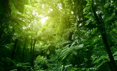Care păduri sunt mai eficiente atunci când vine vorba de stocarea de carbon?