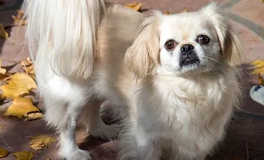 Pechinzeul, cea mai răspândită rasă de câini din România