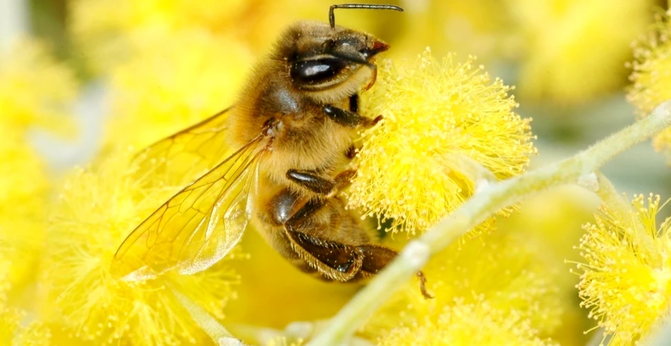 Şi albinele pot dezvolta dependenţă pentru cofeină, nu doar oamenii