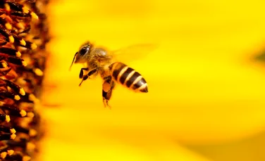 Primul vaccin din lume pentru albine a fost aprobat în SUA