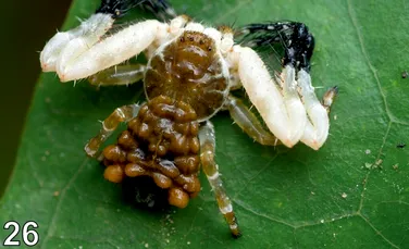 Ce fac unii păianjeni pentru a nu deveni pradă? Tactica lor nu miroase deloc bine!