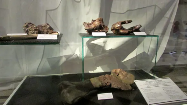 Hatzegopteryx, marele prădător din Ţara Haţegului este expus la Muzeul ,,Grigore Antipa''